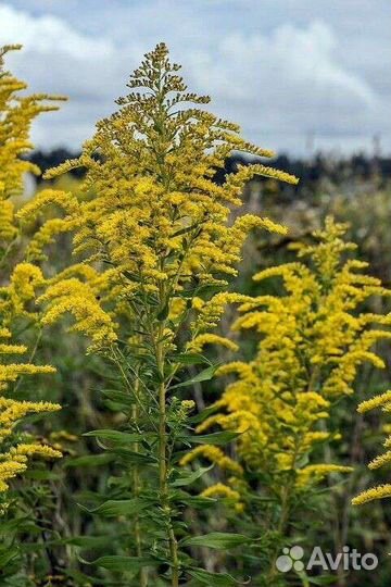 Пижма криспа,ромашка,т.д