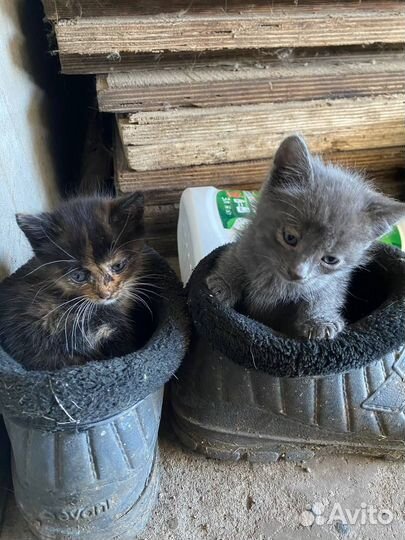 Котята в добрые руки