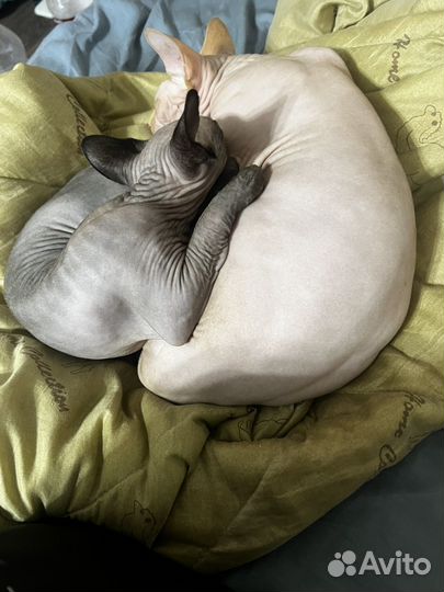Продам сфинкса