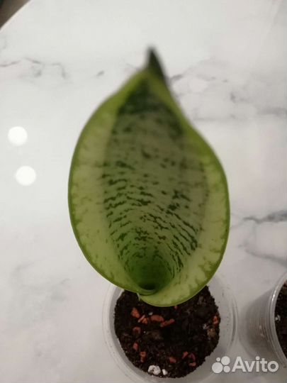 Сансевиерия Лауренти