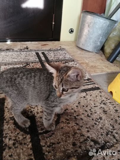 Кошечка сибирская