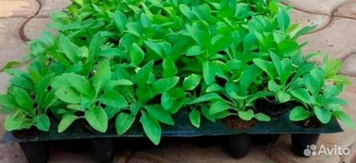 Маргаритка Такко