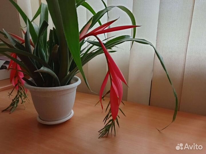 Цветы для вашего офиса