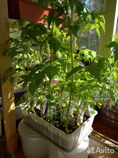 Продам рассаду