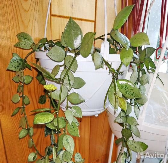 Хойи, эпипремнумы, филодендроны, эписции, др