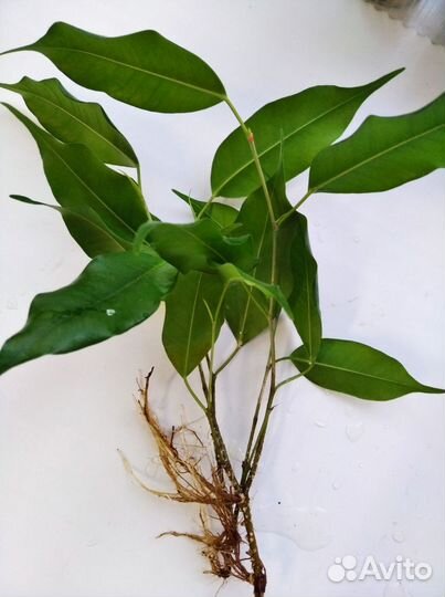 Разные отростки