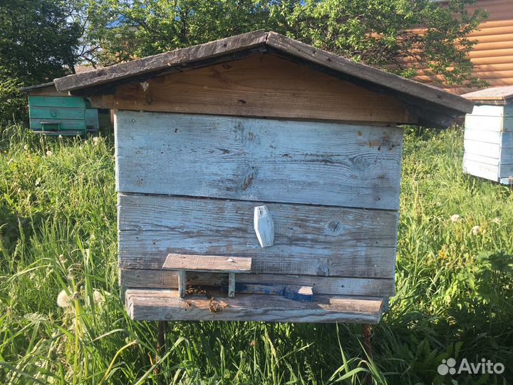 Пчелосемьи с ульями