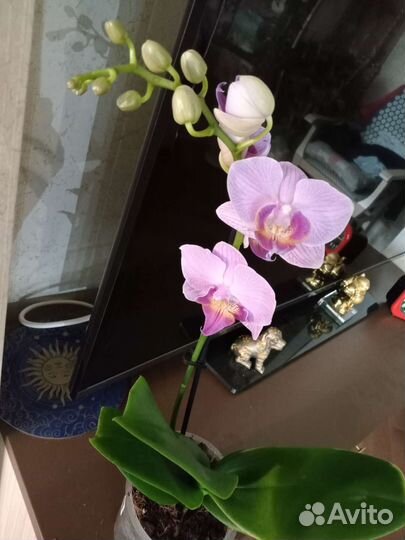 Орхидея фаленопсис