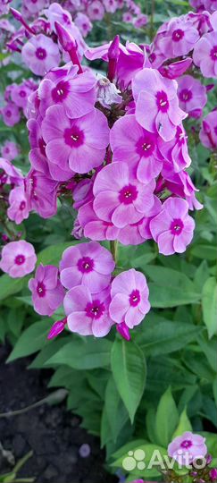 Флоксы многолетние