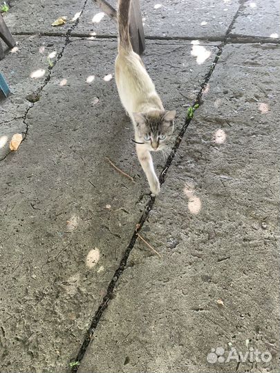 Отдам кота в добрые руки