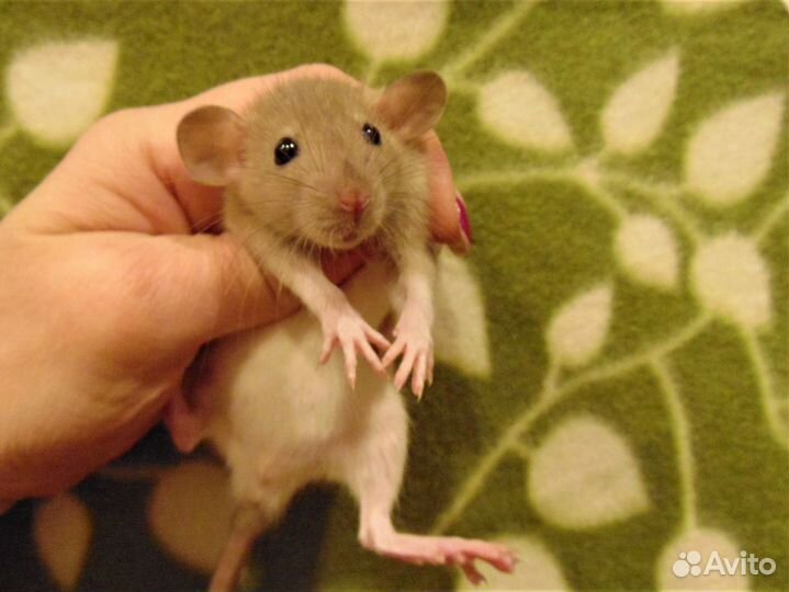 Крысы,крысята дамбо, стандарт - питомник. клетки