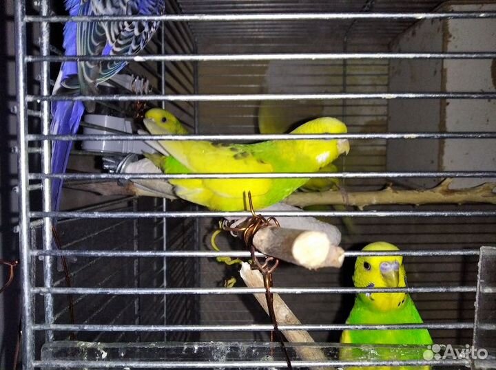 Птенцы волнистый попугай