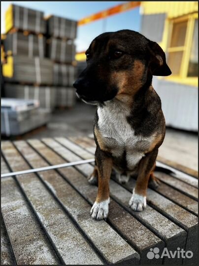 Тротуарная плитка Propress с гарантией