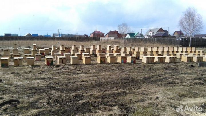 Пчелы Пчелопакеты. Карпеткам Каринка Белфаст