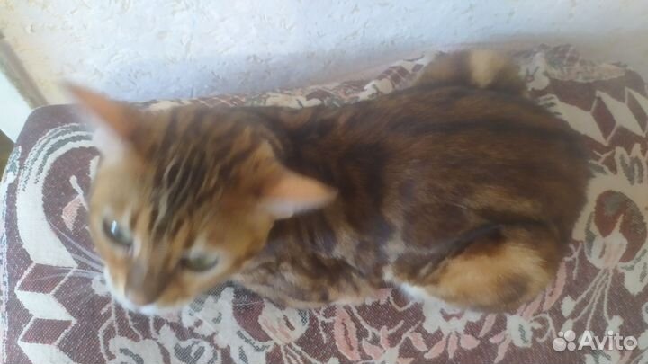 Бенгальская кошка