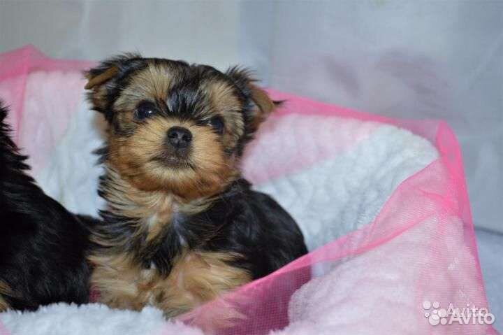 Щенки йоркширского. терьера