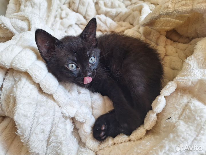 Котёнок чёрный