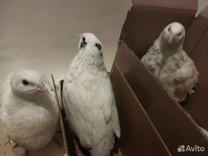 Перепёлки молодые белые 3 штуки бесплатно