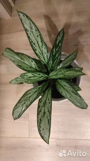 Аглаонема Мария