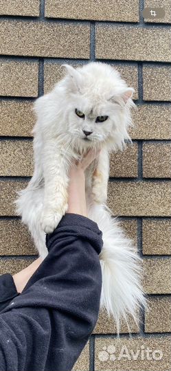 Кошка мейн кун шадед