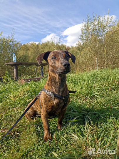 Вязка кобель