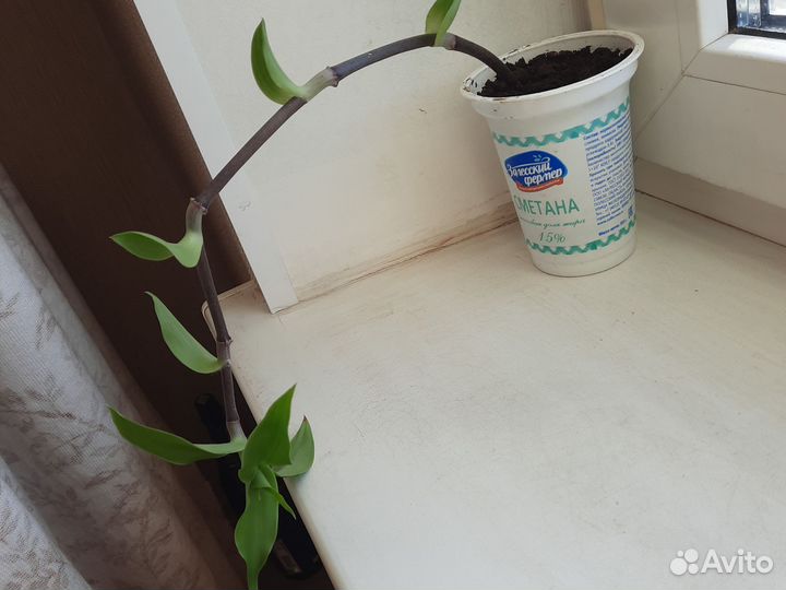 Цветок золотой ус