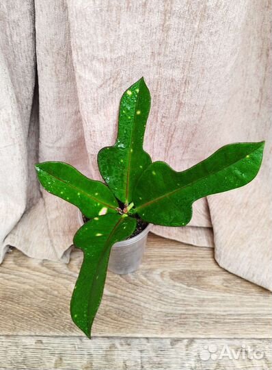 Кротон Вилма