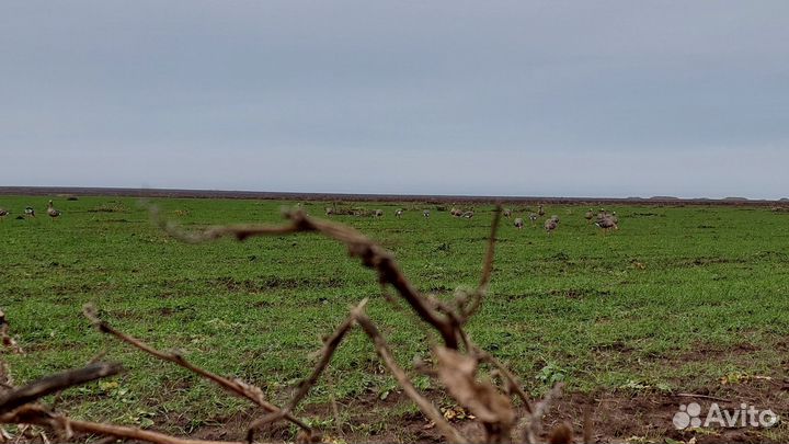 Чучела белолобых гусей Avian X