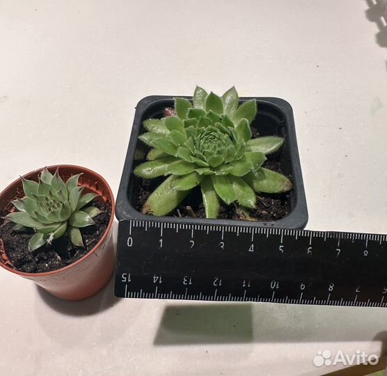 Суккулент, Молодило - каменная роза