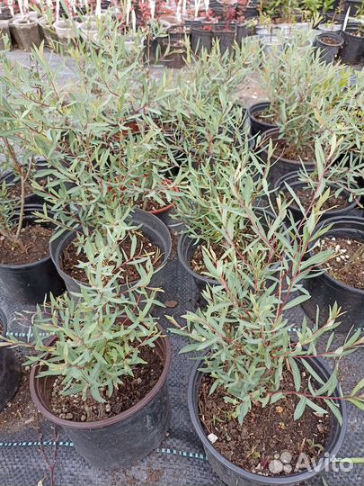 Ива пурпурная Нана