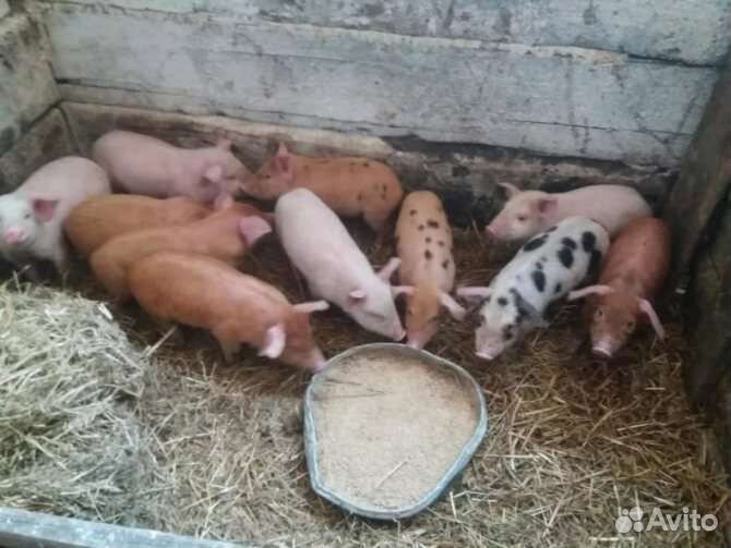 Поросята кораллы