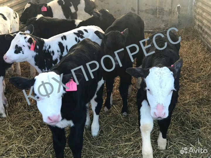 Бычки телята