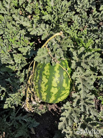 Арбуз барака