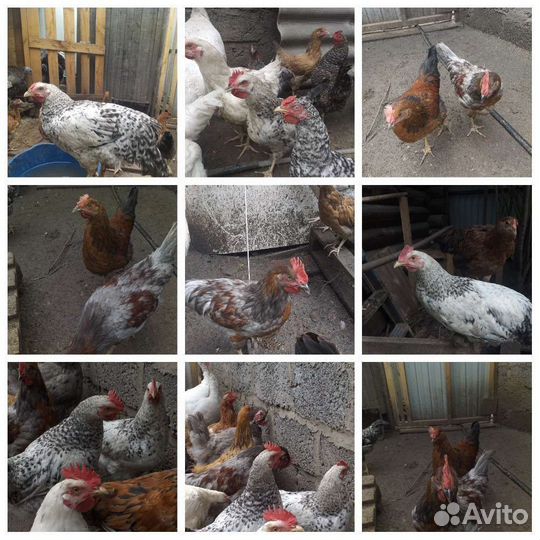 Молодые петушки