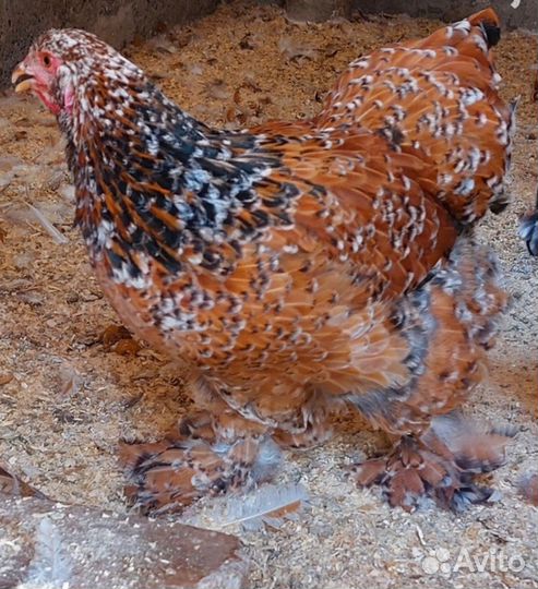 Брама Парцелян ия