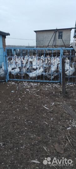 Гусята серые крупные, губернаторские и утята