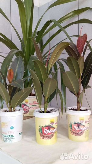 Продаются комнатные цветы