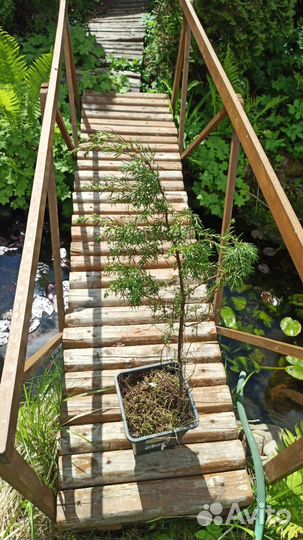 Можжевельник карельский сосна ёлка