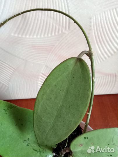 Хойя Silver Dollar