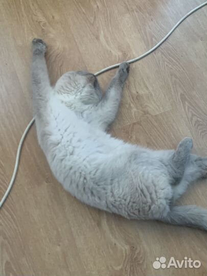 Шотландский кот вязка