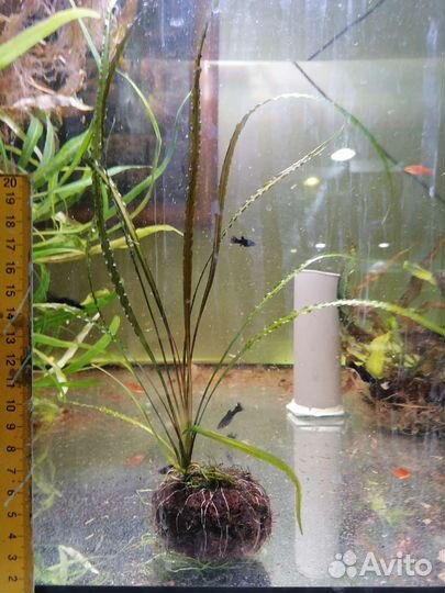 Аквариумные растения