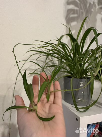 Хлорофитум взрослое растение