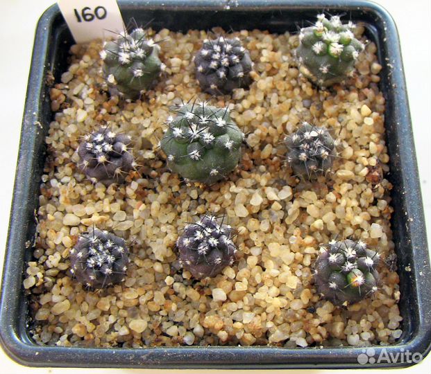 Кактусы сеянцы