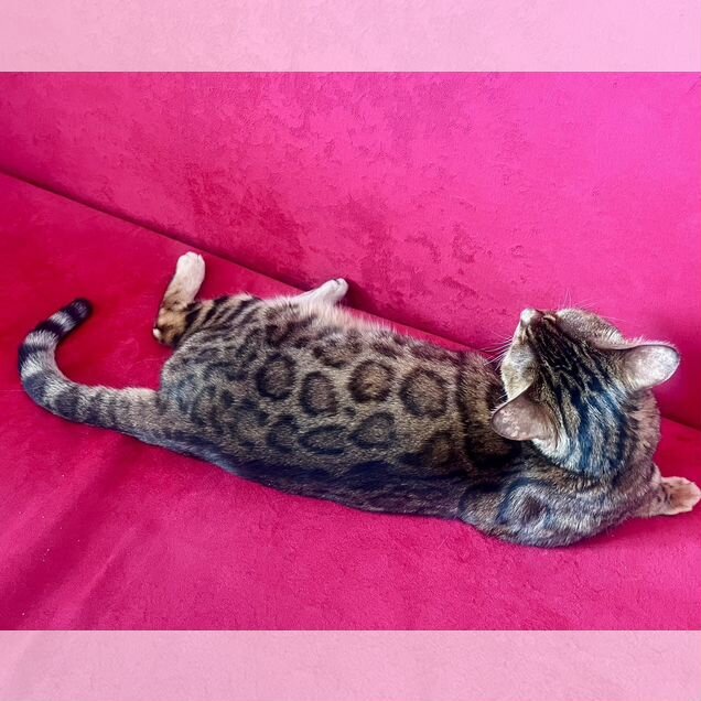 Бенгальская, взрослая кошка