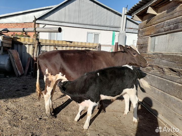 Корова дойная с теленком