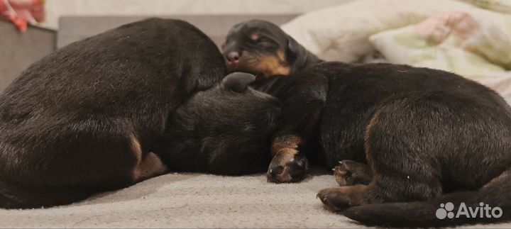 Щенки ротвейлера