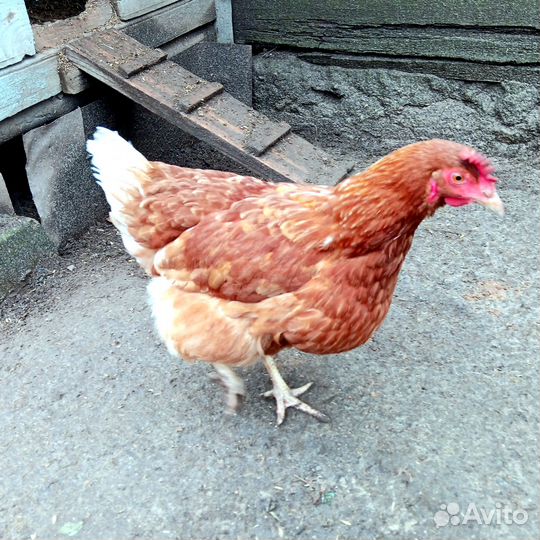 Куры несушки