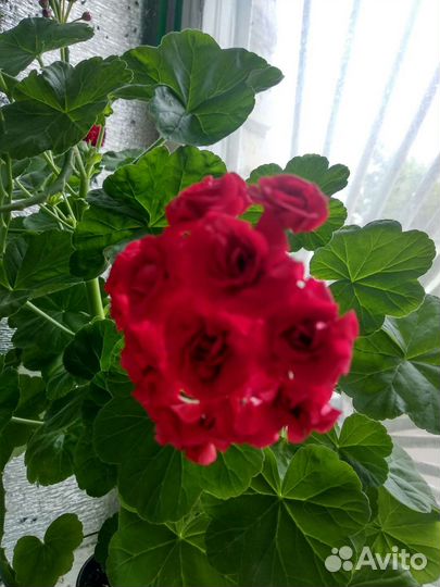 Пеларгония зональная (герань)