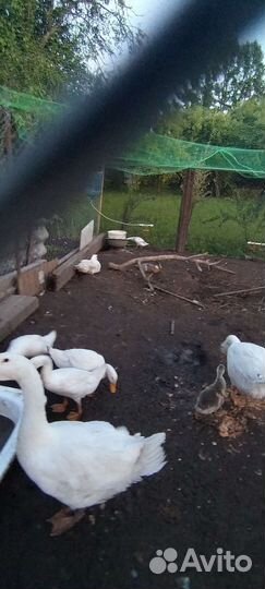 Утки индийский бегунок