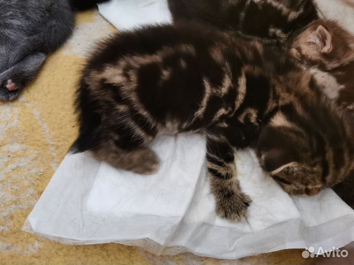 Шотландские котята